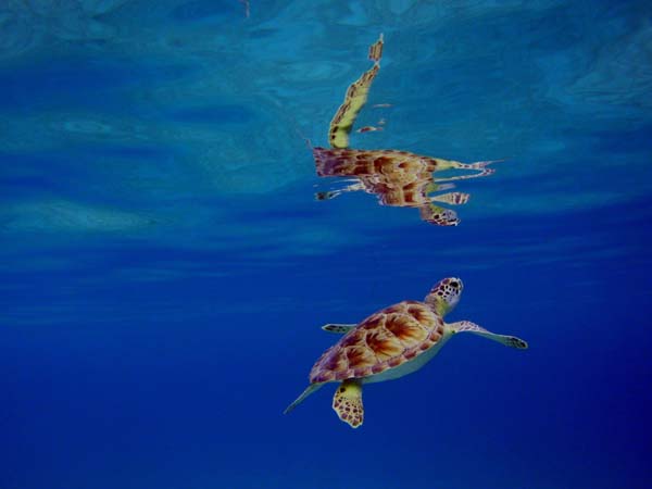 Green Sea Turtle-2