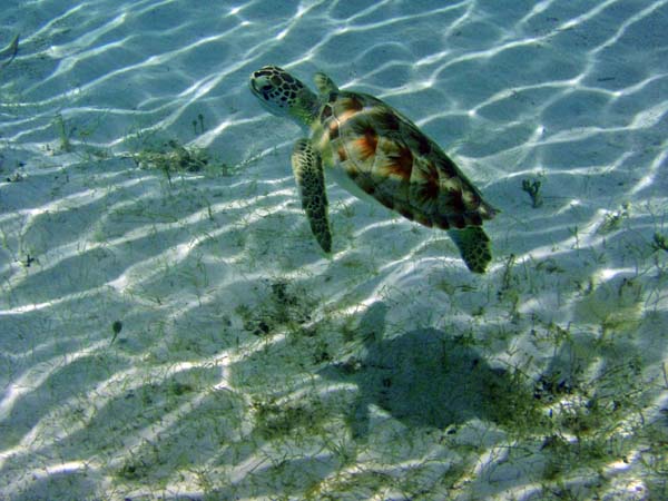 Green Sea Turtle-4