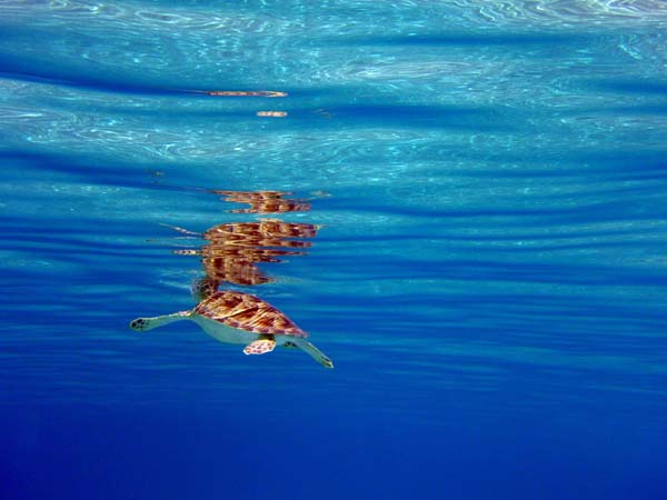 Green Sea Turtle-5