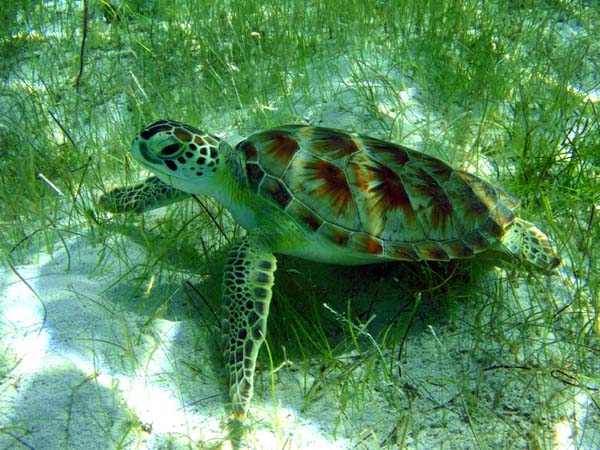 Green Sea Turtle