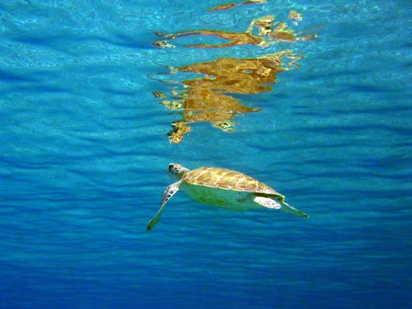 Green Seaturtle-2