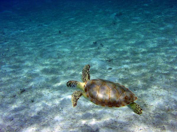 Green Seaturtle