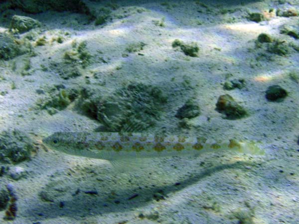 Inshore Lizardfish