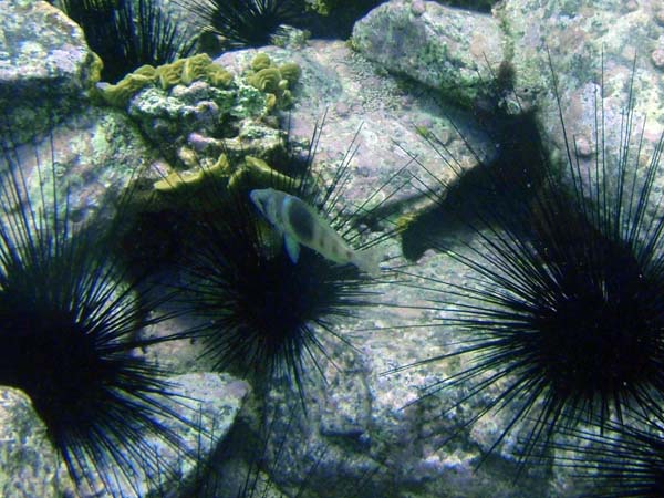 Long Spine Urchin