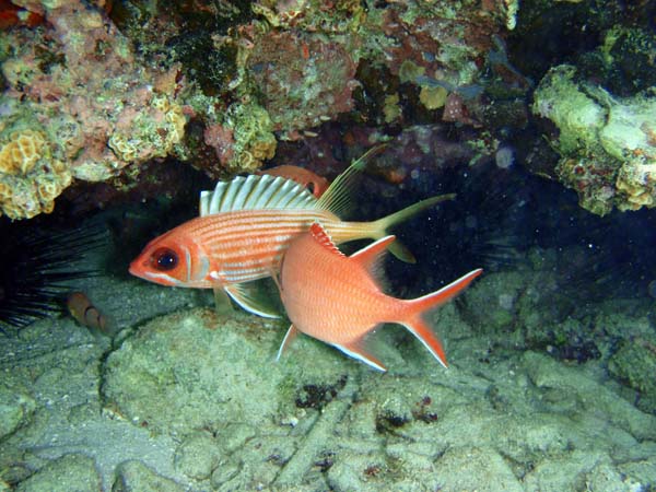 Longspine Squirrelfish