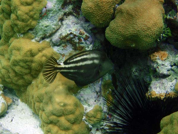 Orangespot Filefish