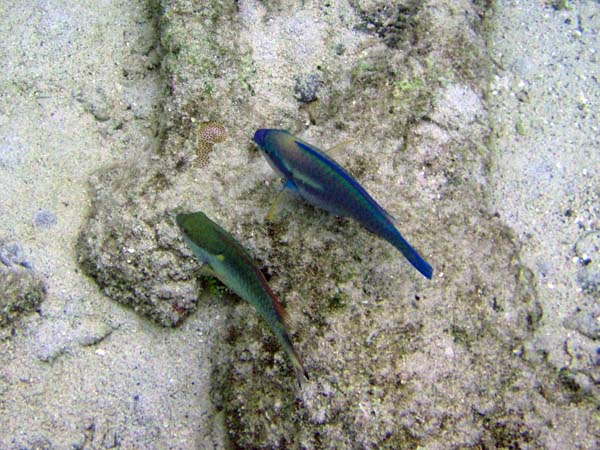 Parrotfish