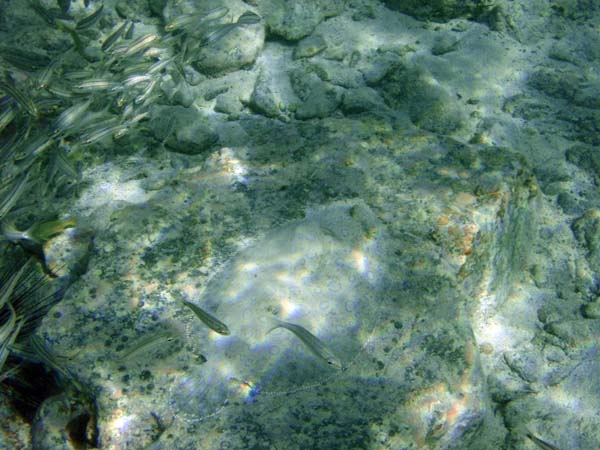 Peacock Flounder