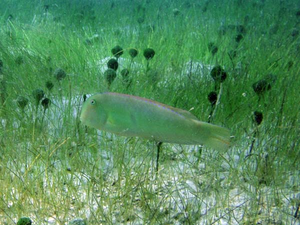 Pearly Razorfish