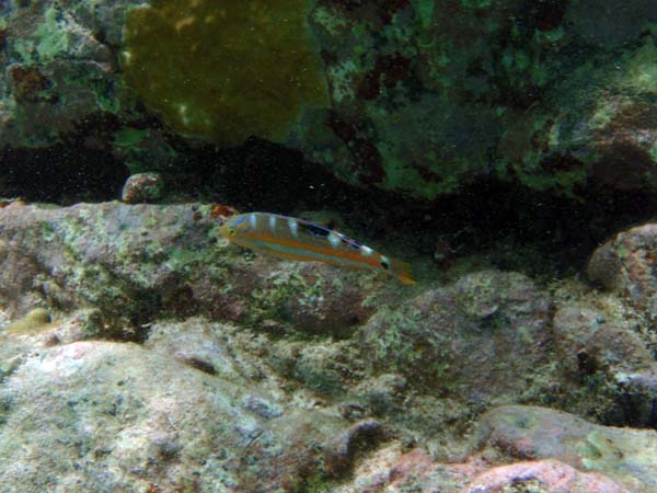 Puddingwife (Juv)-2