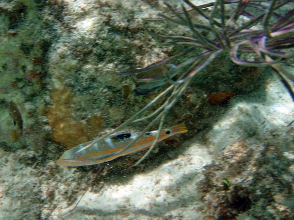 Puddingwife (Juv)