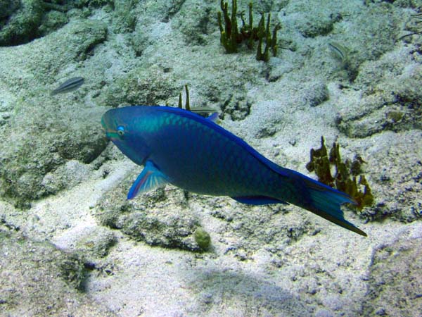 Queen Parrotfish