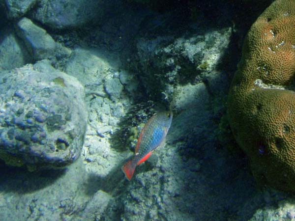 Redband Parrotfish