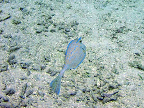 Scrawled Cowfish