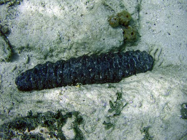 Sea Cucumber-2