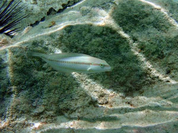 Slippery Dick (Juv)