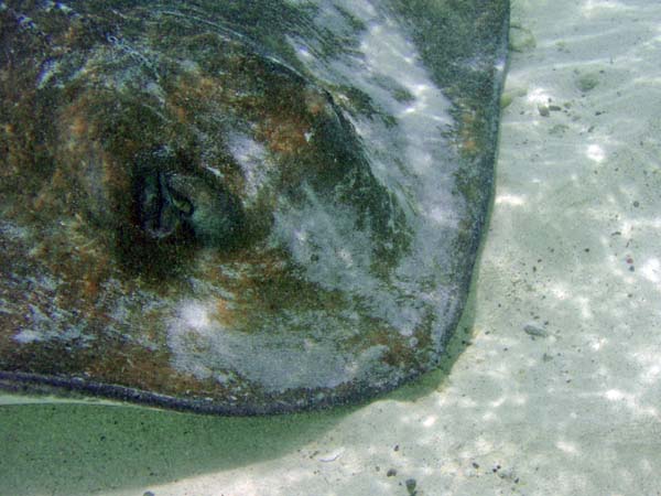 Southern Stingray eye