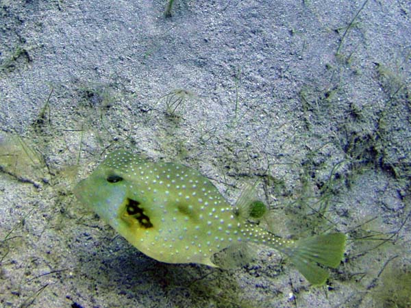 Spotted Trunkfish (l#47EFB4