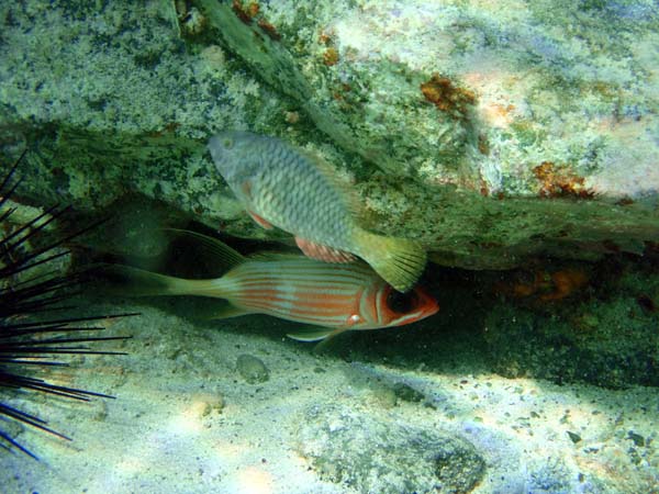 Squirrelfish & yello#47EFB6