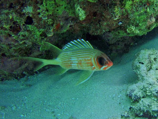 Squirrelfish