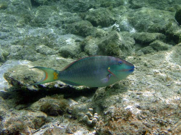 Stoplight Parrotfish