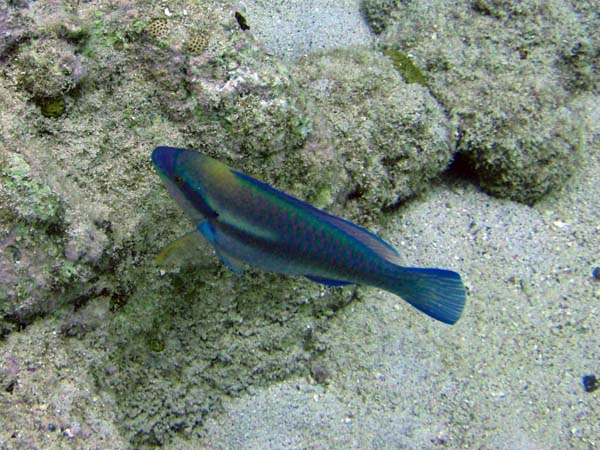 Striped Parrotfish