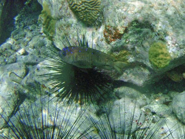 Yellowfin Damselfish (fem)