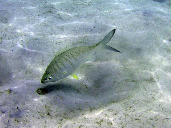 Yellowfin Mojarra