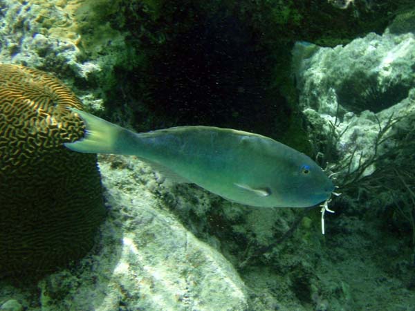 Yellowtail Parrotfish-2