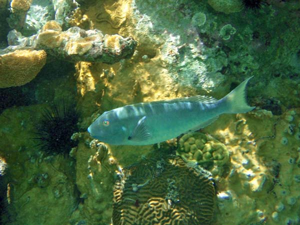 Yellowtail Parrotfish