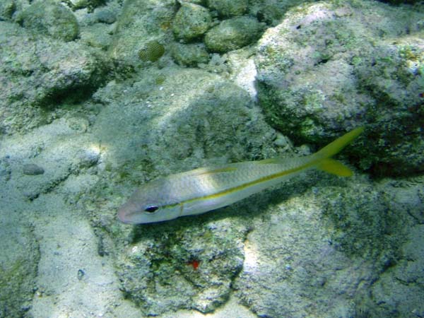 Yellowtail Snapper