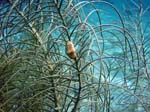 Flamingo Tongue