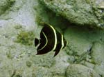 French Angelfish (Juv)