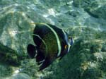 French Angelfish Int