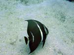 Gray Angelfish (Juv)