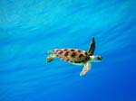 Green Sea Turtle-3