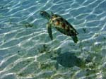 Green Sea Turtle-4