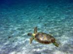 Green Seaturtle