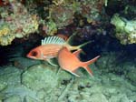 Longspine Squirrelfish