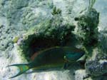 Parrotfish being cleaned