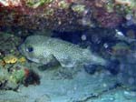 Porcupinefish