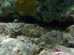 Puddingwife (Juv)-2