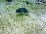 Rainbow Parrotfish