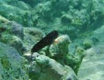 Redlip Blenny