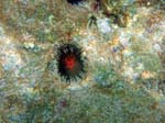 Reef Urchin