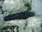 Sea Cucumber-2