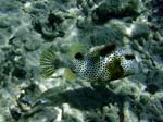 Spotted Trunkfish