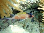 Squirrelfish with Isopod