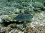 Stoplight Parrotfish