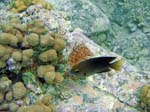 Threespot Damselfish